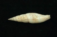 藏品(白筆螺)的圖片